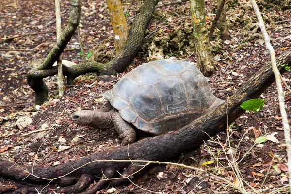 Aldabra dev kaplumbağa (Aldabrachelys kızgözü)