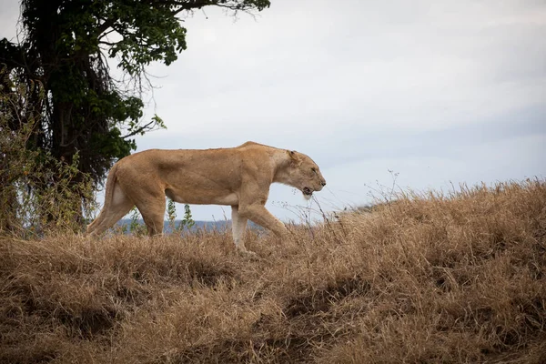 Grande et gracieuse lionne (Panthera Leo ) — Photo