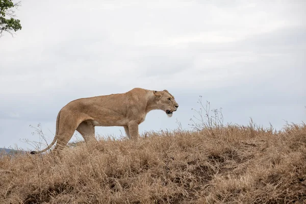 Grande et gracieuse lionne (Panthera Leo ) — Photo