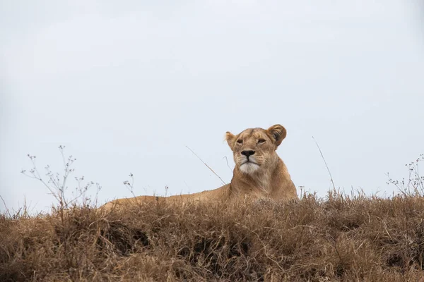 Portrait Grande Gracieuse Lionne Panthera Leo Posée Dans Brousse Dans — Photo