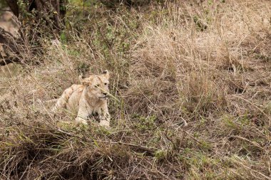 Genç aslan yavrusu (Panthera Leo)