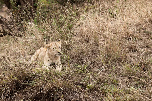 Young lion cub (Panthera Leo)