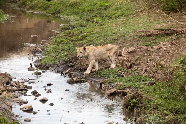 Jeune lionceau (Panthera Leo ) — Photo