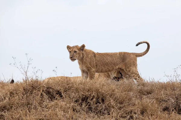 Jeune lionceau (Panthera Leo ) — Photo