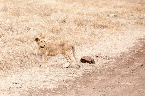 Jeune lionceau (Panthera Leo ) — Photo