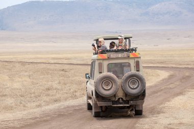 Aslan (Panthera Leo) yavrusu safari jeep altında yalan söylüyor