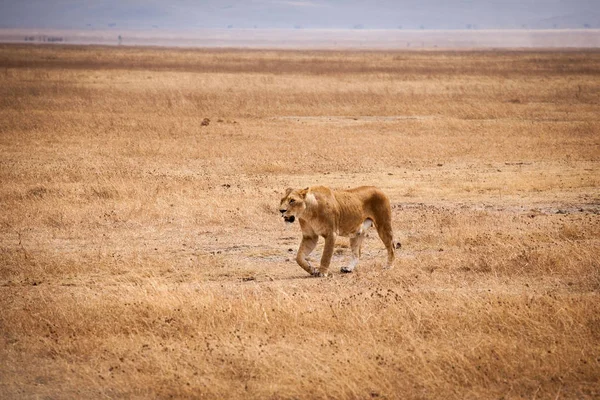 Gracieuse lionne (Panthera Leo) marchant — Photo