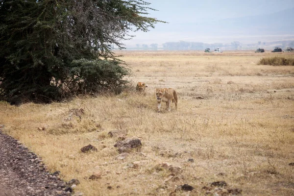 Deux lionnes (Panthera Leo) marchant vers une route dans un buisson — Photo