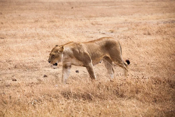 Gracieuse lionne (Panthera Leo) marchant — Photo