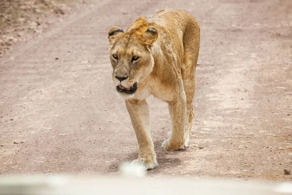 Gracieuse lionne (Panthera Leo) marchant — Photo