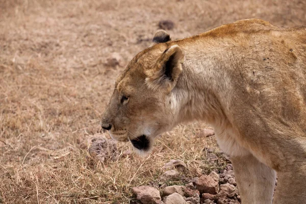 Portrait de la magnifique lionne — Photo