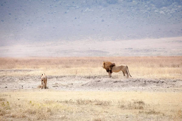 Famille Lion (Panthera leo) — Photo