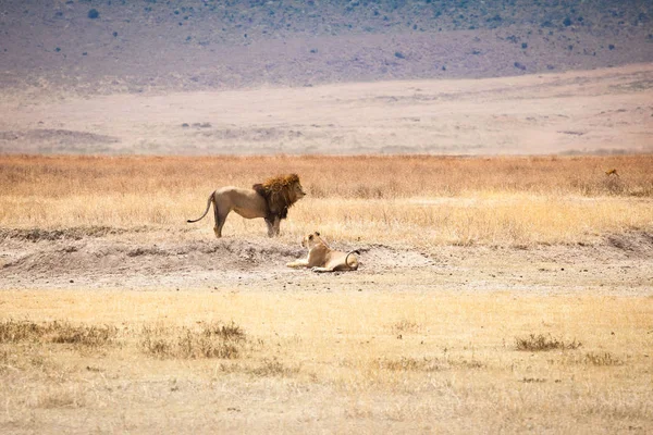 Famille Lion (Panthera leo) — Photo