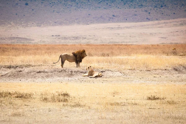Aslan (Panthera leo) aile