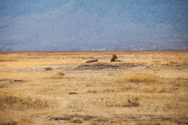 Famille Lion (Panthera leo) — Photo