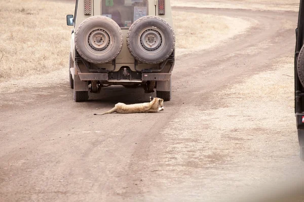 Lion (Panthera Leo) ourson est couché sous jeep safari — Photo