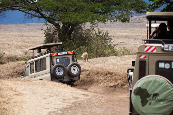 Turistler safari otomobillerde bir dişi aslan (Panthera Leo) yürüyüş izliyor. Ngorongoro Milli Parkı, Tanzanya. Eylül 2014