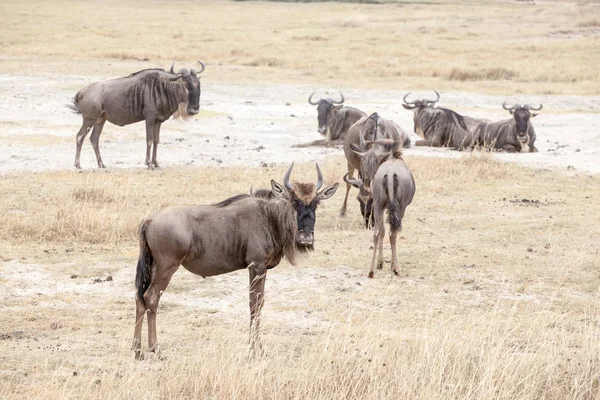 Antiloplar, gnu antilop (Connochaetes olarak da bilinir)