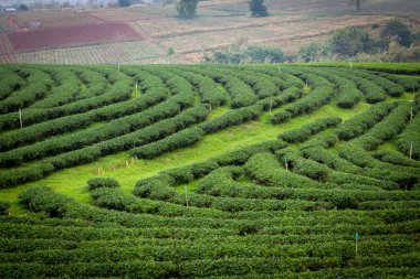 Çay tarlaları Chiang Rai Choui Fong