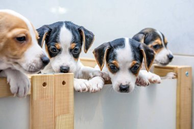 çok güzel beagle köpek ön planda