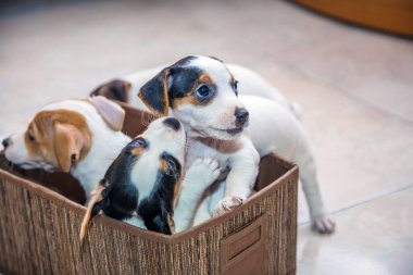 çok güzel beagle köpek ön planda