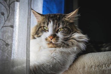 Maine coon, ön planda, Yetişkin, pencerenin yanında