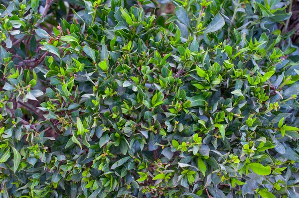 Groene Bladeren Muur Achtergrond Close — Stockfoto