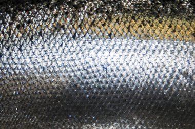 Somon Balık beyaz gölge olmadan izole