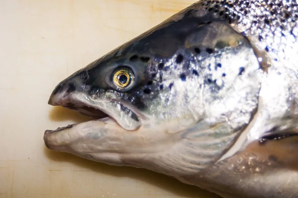 影なし白で隔離のサケ魚 — ストック写真