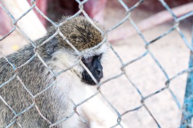 Üzgün maymun Hayvanat Bahçesi kafeste. İki maymun içinde üzgün seyir Vintage görüntüsü bir eski bir tarzı Hayvanat Bahçesi. Bu yenilenmiştir önce Central Park Hayvanat bahçesinde çekilen fotoğraf