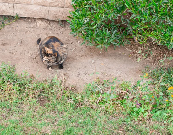 美丽的蓝眼睛母猫 低过敏性猫 对猫过敏的人可以宠物的动物 — 图库照片