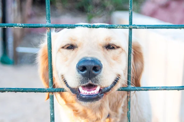 Labrador Miró Través Barricada Primer Plano Del Perro Labrador Tumbado — Foto de Stock