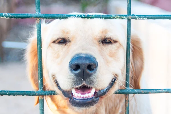 Labrador Przejrzałem Barykady Zbliżenie Labrador Pies Leżący Szuka Spośród Bariery — Zdjęcie stockowe