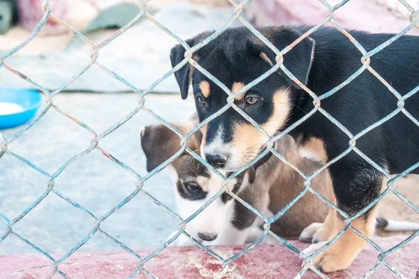 Due Cuccioli Labrador Retriever Seduti Dietro Sbarre Gabbia — Foto Stock