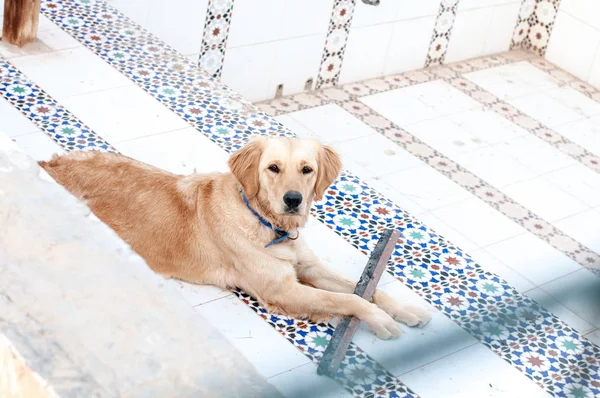 Labrador Miró Través Barricada Primer Plano Del Perro Labrador Tumbado — Foto de Stock