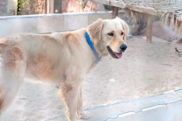 Labrador Guardato Attraverso Barricata Primo Piano Del Cane Labrador Sdraiato — Foto Stock