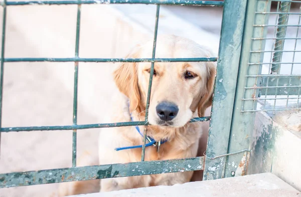 Labrador Miró Través Barricada Primer Plano Del Perro Labrador Tumbado Fotos de stock libres de derechos