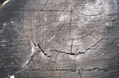 Kahverengi ahşap doku. Soyut ahşap doku arkaplanı.