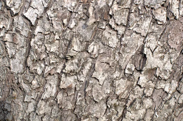 Relief Creative Texture Old Oak Bark Embossed Texture Bark Oak — Stock Photo, Image
