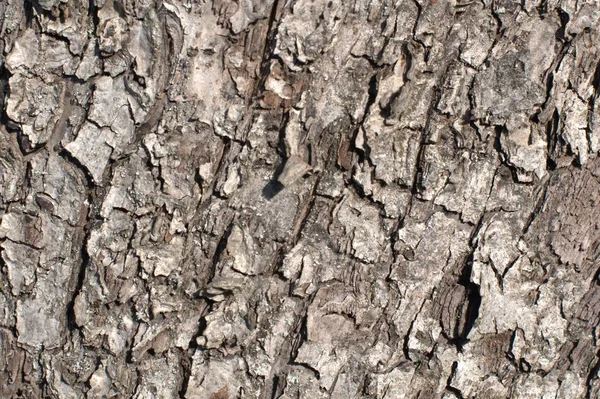 Δημιουργική Υφή Ανακούφιση Από Ένα Παλιό Oak Φλοιός Ανάγλυφη Υφή — Φωτογραφία Αρχείου