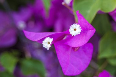 En güzel Phanera purpurea