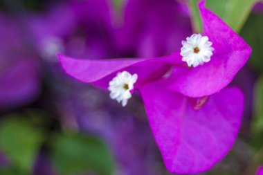 En güzel Phanera purpurea