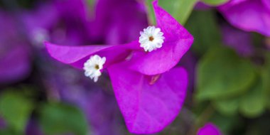 En güzel Phanera purpurea