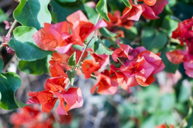 Malva Ebegümecigiller Aile, Aile, bir ortak İngilizce malt malva ile en yakından ilgili cins yıllık, bienal ve çok yıllık otsu bitkilerin bir cinsidir