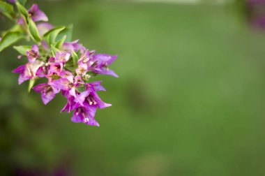 Malva Ebegümecigiller Aile, Aile, bir ortak İngilizce malt malva ile en yakından ilgili cins yıllık, bienal ve çok yıllık otsu bitkilerin bir cinsidir