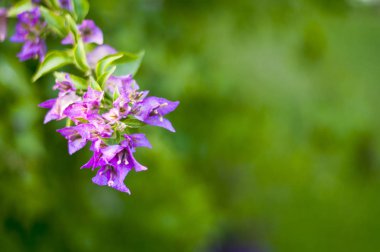 Malva Ebegümecigiller Aile, Aile, bir ortak İngilizce malt malva ile en yakından ilgili cins yıllık, bienal ve çok yıllık otsu bitkilerin bir cinsidir