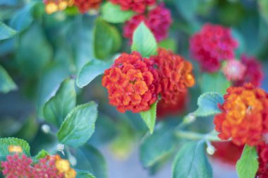 Malva Ebegümecigiller Aile, Aile, bir ortak İngilizce malt malva ile en yakından ilgili cins yıllık, bienal ve çok yıllık otsu bitkilerin bir cinsidir