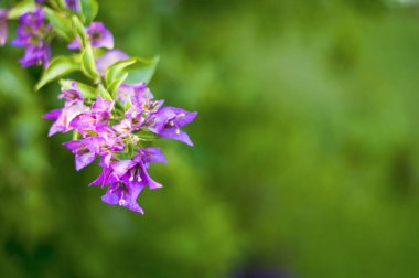 Çiçekli begonviller arka planda. Çiçek arkaplanı olarak parlak pembe bir bougainvillea çiçeği. Bougainvillea çiçek dokusu ve geçmişi. Çiçekli Bougainvillea ağacının yakın görüntüsü