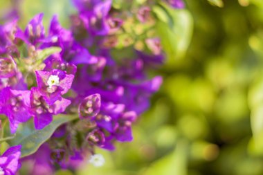 Çiçekli begonviller arka planda. Çiçek arkaplanı olarak parlak pembe bir bougainvillea çiçeği. Bougainvillea çiçek dokusu ve geçmişi. Çiçekli Bougainvillea ağacının yakın görüntüsü