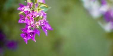 Çiçekli begonviller arka planda. Çiçek arkaplanı olarak parlak pembe bir bougainvillea çiçeği. Bougainvillea çiçek dokusu ve geçmişi. Çiçekli Bougainvillea ağacının yakın görüntüsü